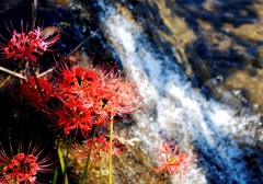 川辺に咲く彼岸花