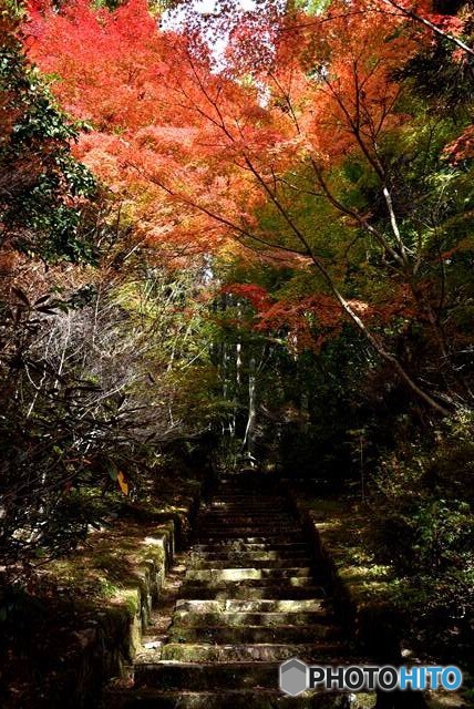 三景園の紅葉　２６