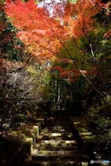 三景園の紅葉　２６