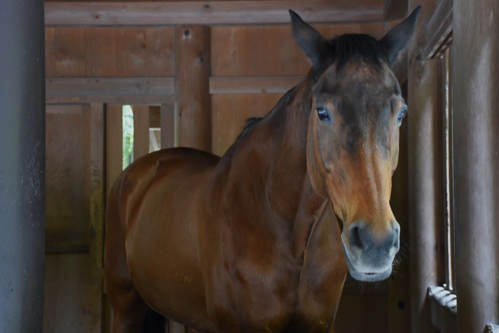 お伊勢参り　20