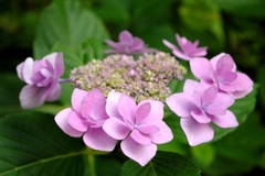 紫陽花　２