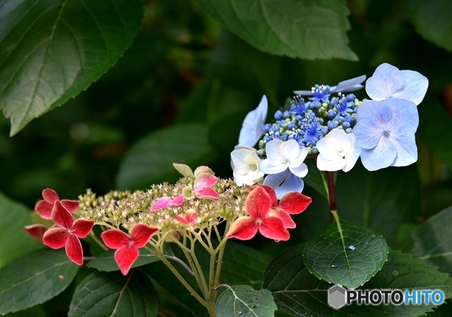 三景園の紫陽花　１８