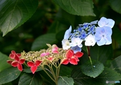 三景園の紫陽花　１８