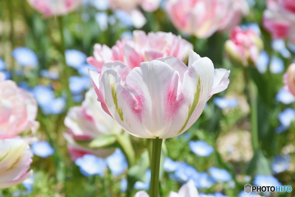 チューリップ　７