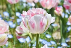 チューリップ　７