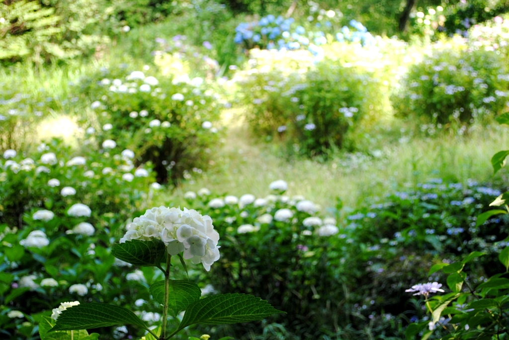 紫陽花　６