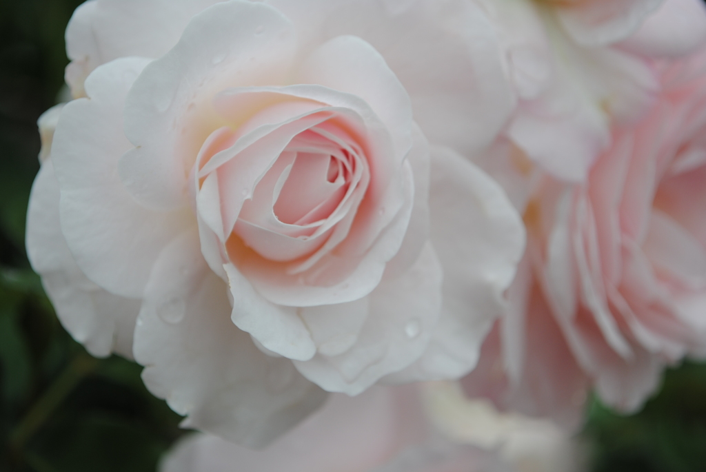 花ぼんぼり　２