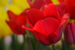 真っ赤なチューリップ