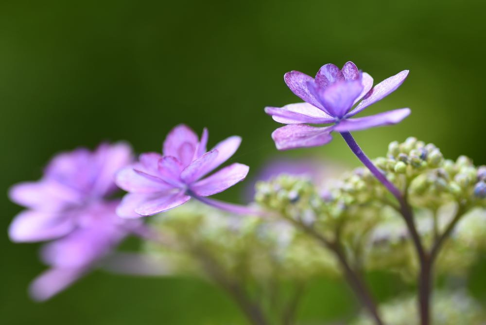 紫陽花　15