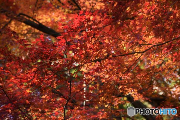 的場山の紅葉　２