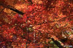 的場山の紅葉　２