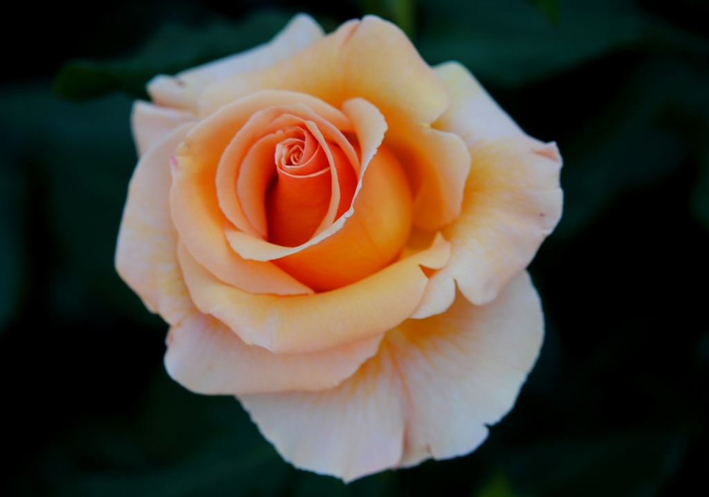 バラ・薔薇　４