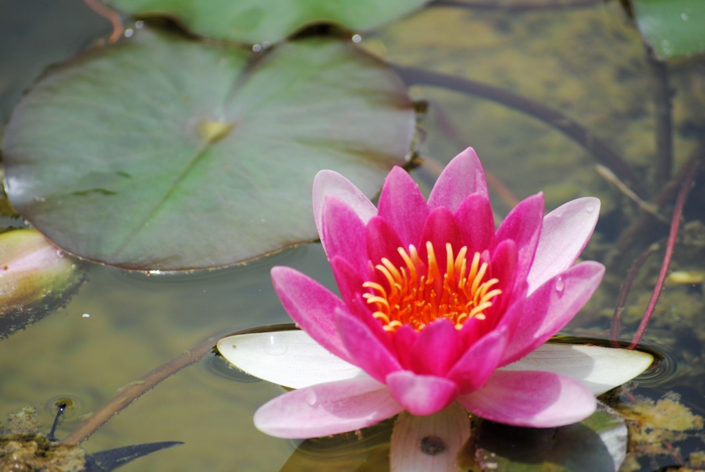 モネ邸の睡蓮　２