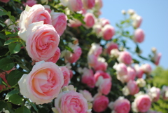 バラ・薔薇　７