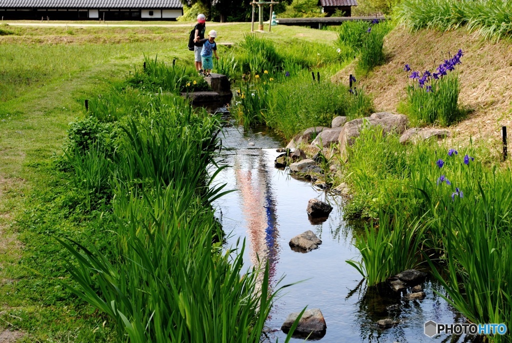 小川と鯉のぼり