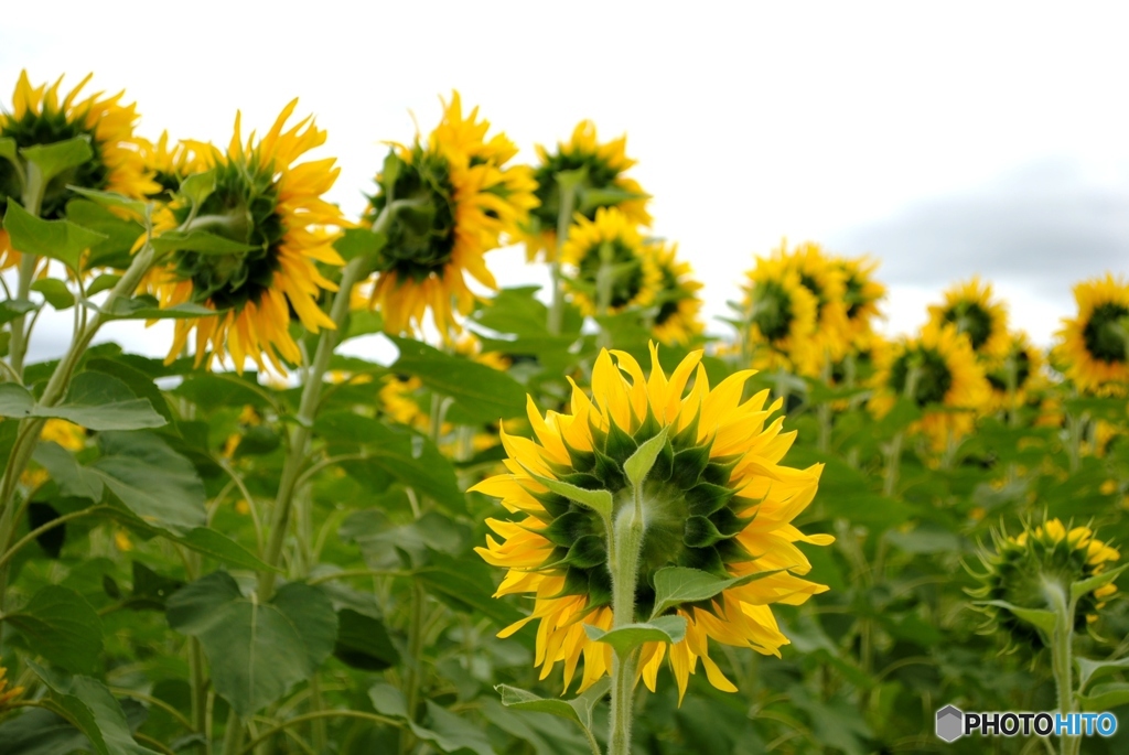 ひまわり畑　５