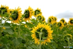 ひまわり畑　５