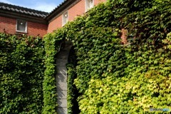 アイビースクエアー