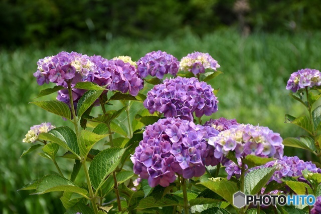 三景園の紫陽花　１０