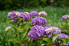 三景園の紫陽花　１０