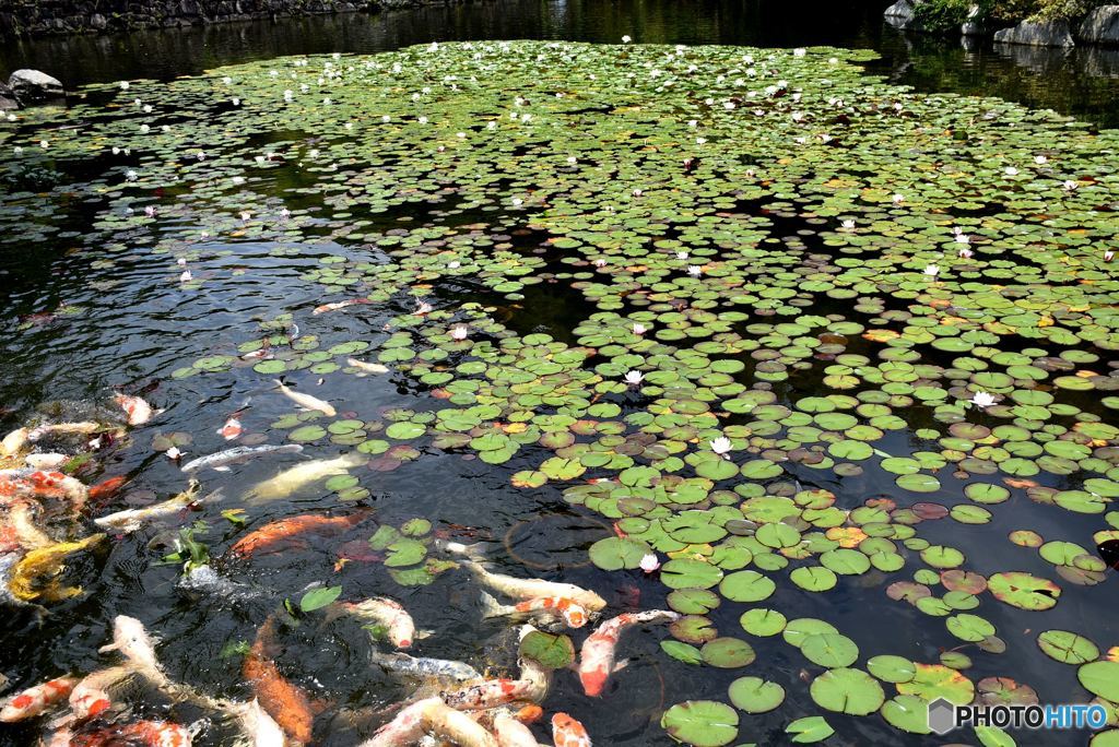 睡蓮池
