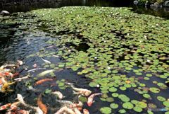 睡蓮池