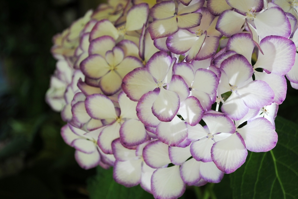 紫陽花　７