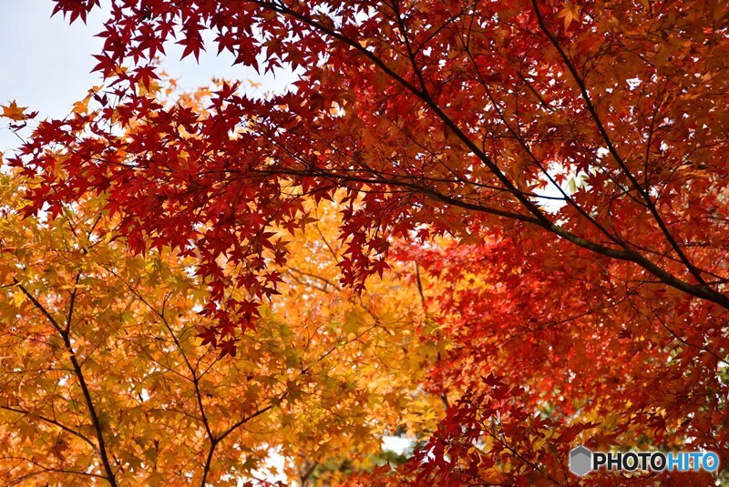 三景園の紅葉　２０