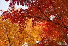 三景園の紅葉　２０