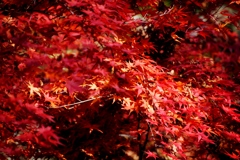 紅の葉　２