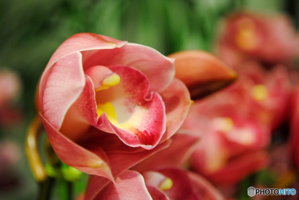 シンビジューム