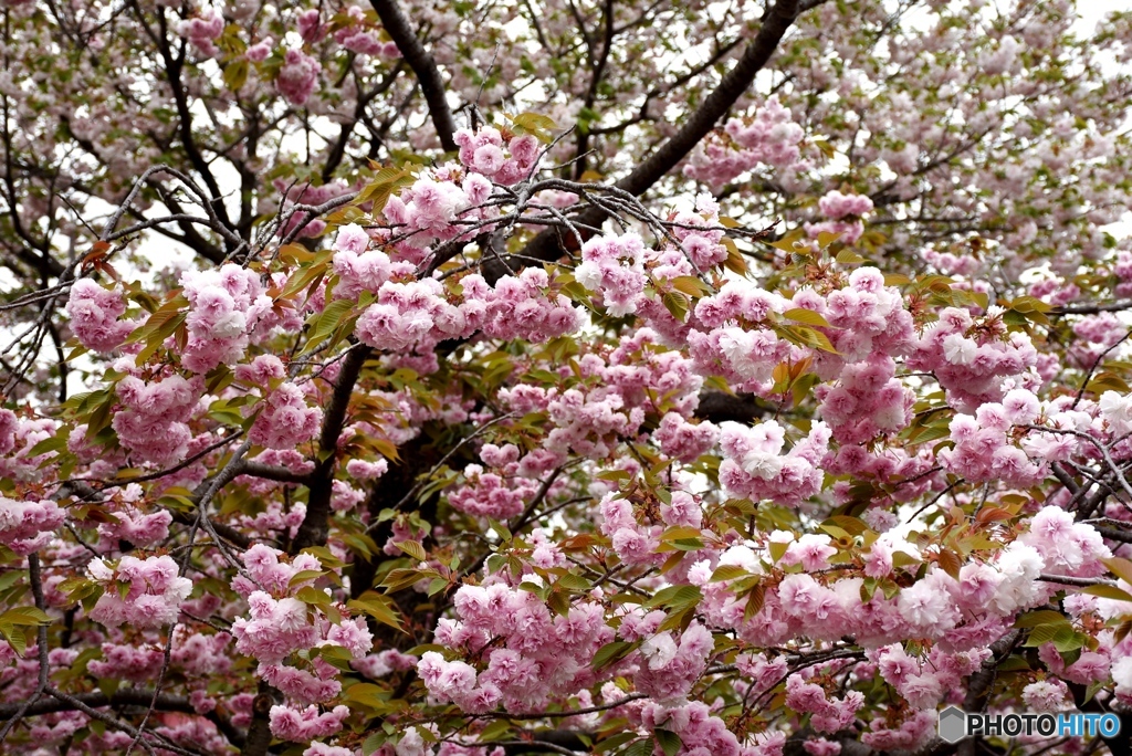 花のまわりみち　７