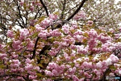 花のまわりみち　７