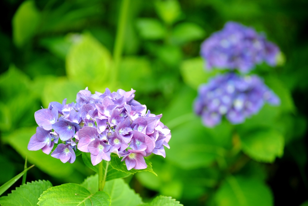 紫陽花　弐