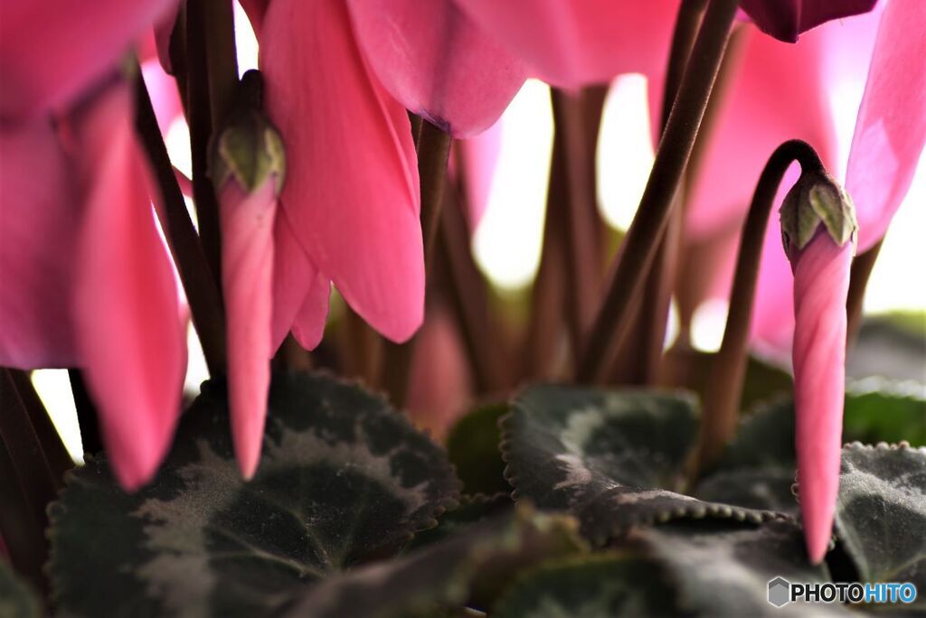 ピンクのパラソル　２