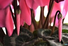 ピンクのパラソル　２