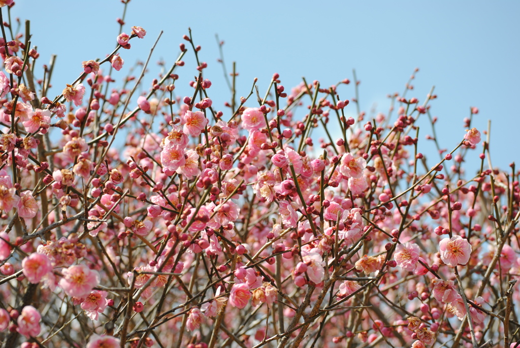 三景園の梅　３