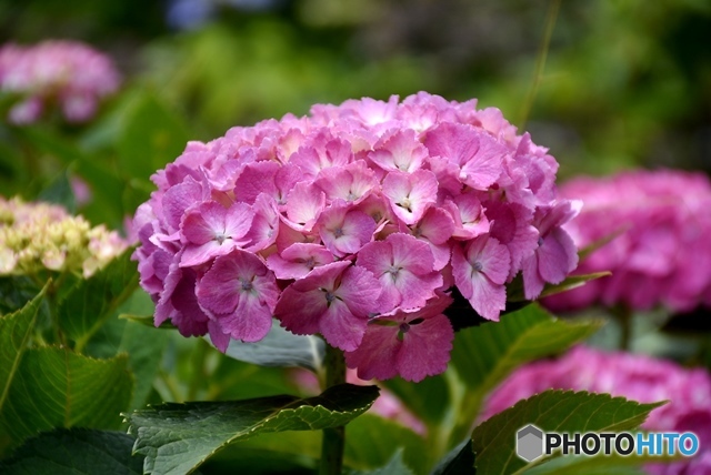 三景園の紫陽花　６
