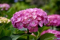 三景園の紫陽花　６