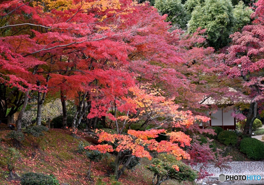 縮景園にて　５