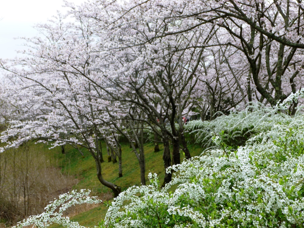 桜小路