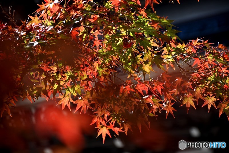 佛通寺の紅葉　６