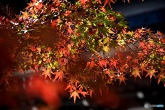 佛通寺の紅葉　６