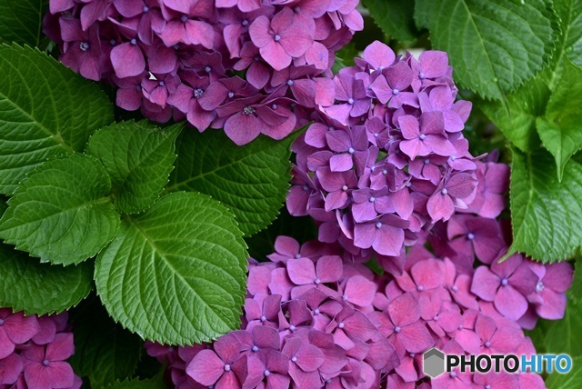 三景園の紫陽花