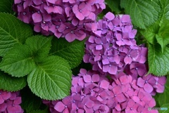 三景園の紫陽花