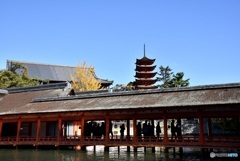 秋の宮島　７