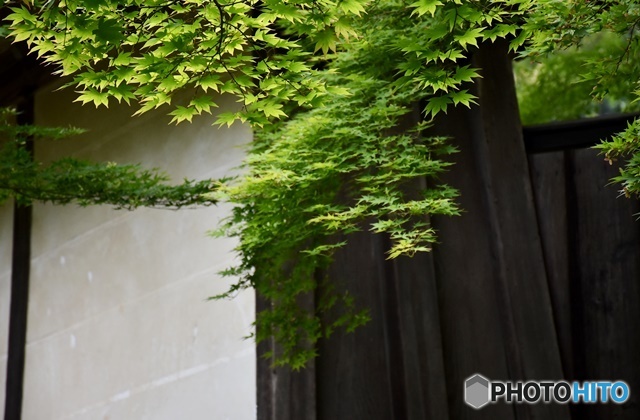 小倉山 二尊院　２