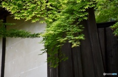 小倉山 二尊院　２