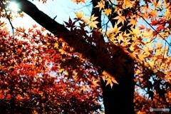 秋の彩り　１