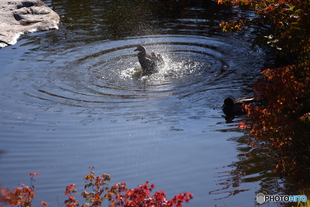 三景園の紅葉　３